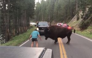 Reinke bison