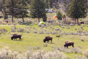 Bison at Mammoth Campground, May 2019