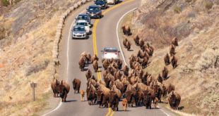 Yellowstone Traffic Jam