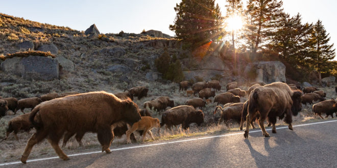 Yellowstone bison 2019
