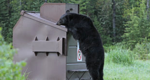 black bear NPS