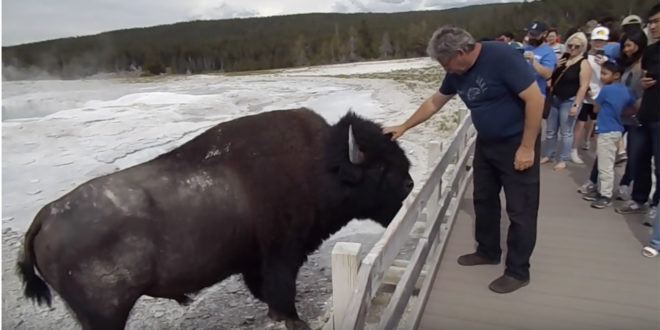 August 2019 bison petting