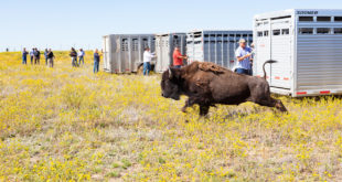 Fort Peck bison release
