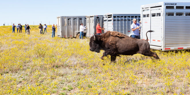 Fort Peck bison release