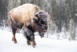 Yellowstone bison, winter 2020, NPS