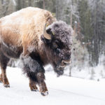 Yellowstone bison, winter 2020, NPS