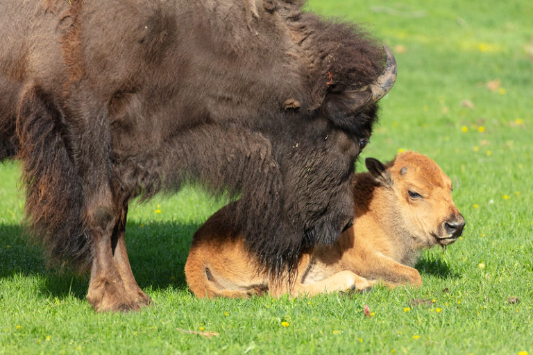 Yellowstone red dog Yellowstone Insider