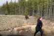 Yellowstone Bear Incident 2021